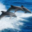 Diving_Dolphin