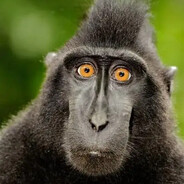 Makaka avatar
