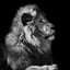 the lion doesn&#039;t care about ni