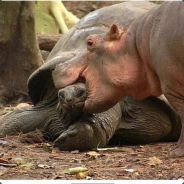 The sheep died below