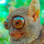 Galago