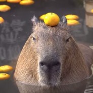 Orange Capybara