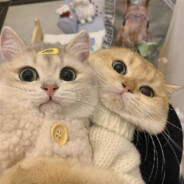 淇淇咪倒拔垂杨柳