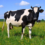MilkMaster