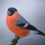 thunderbirdy