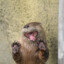 Unfamiliar Otter