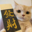 窥探