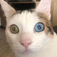 Bubbagump | Retour des enfers |