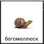 БОГОМОЛЛЮСК