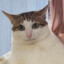 Giacomino Monsignor El Gatito