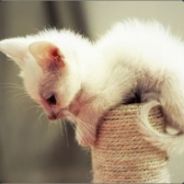 我是你爸，千变万化