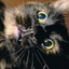 Avatar of Xelo