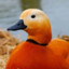 JooceGoose