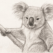 Koalaa