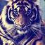 {C}_TigeR_(TC)