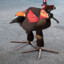 Ingeniero (Pájaro)