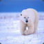 Artick Bear