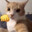 Capitan  Cat