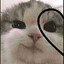 Kitten boy :3