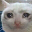 мистар кошька's avatar