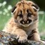 baby tiger