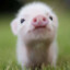 PiggyShun