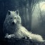 The White Wolf