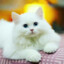 White_Cat