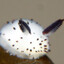 snep