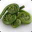 fiddlehead555