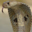 cobra