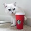 Meow