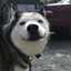 Hopped  Husky ツ
