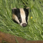 Sneaky-Badger3