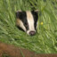 Sneaky-Badger3