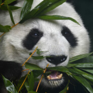 ♥_Pandych_♥ - steam id 76561197965732607