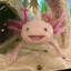 I axolotl questions
