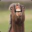 Definitely Not A Horse