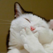 Fat Cat - Factory miauw avatar