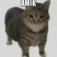 amık diyen kedi