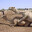 The Fucking Camels