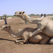 The Fucking Camels