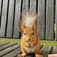 СШ55 | Белочка