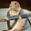 Gopherwild13