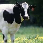 Moo