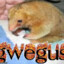 Gwegus