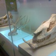 喜剧之王周星驰