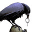 Phenix
