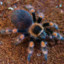 Brachypelma Hamorii