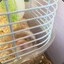 HulusiHamster